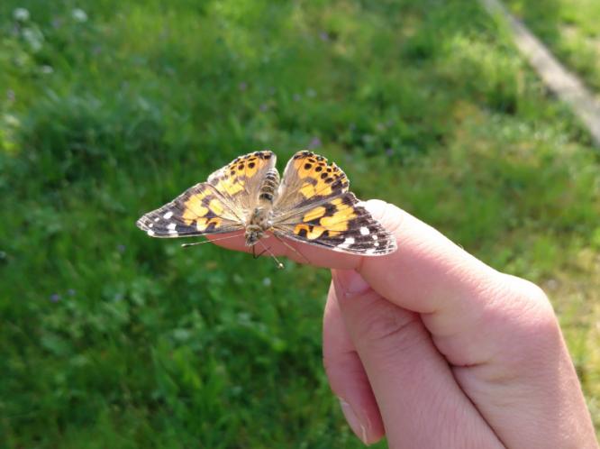 schmetterlinge_natur.jpg