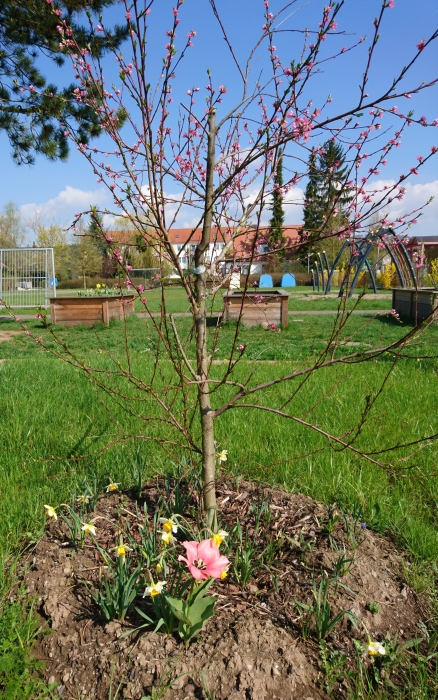 bluehende_obstbaeumchen2.jpg bluehende_obstbaeumchen2.jpg